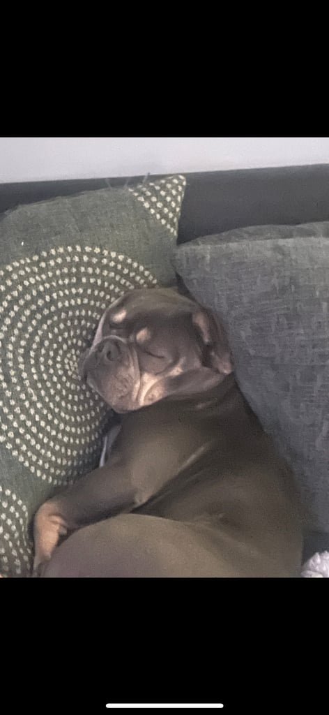 2 x dogs for sale 