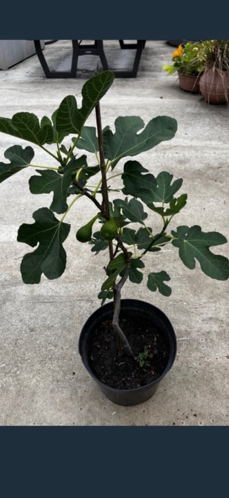 image for Fig tree