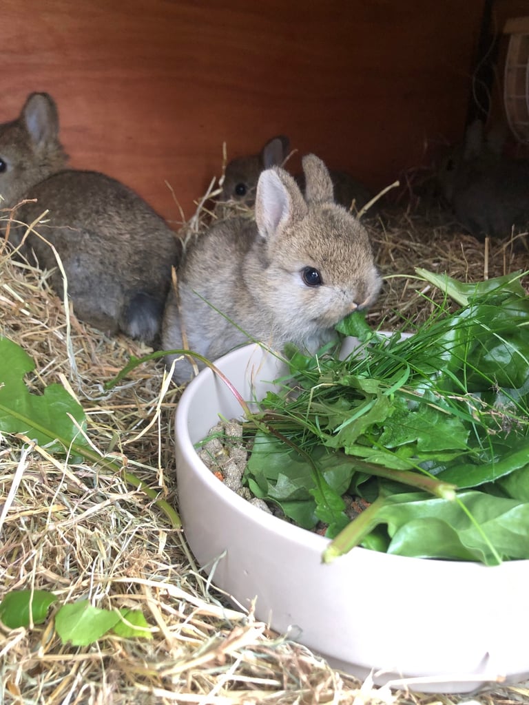 1 netherland dwarf rabbits