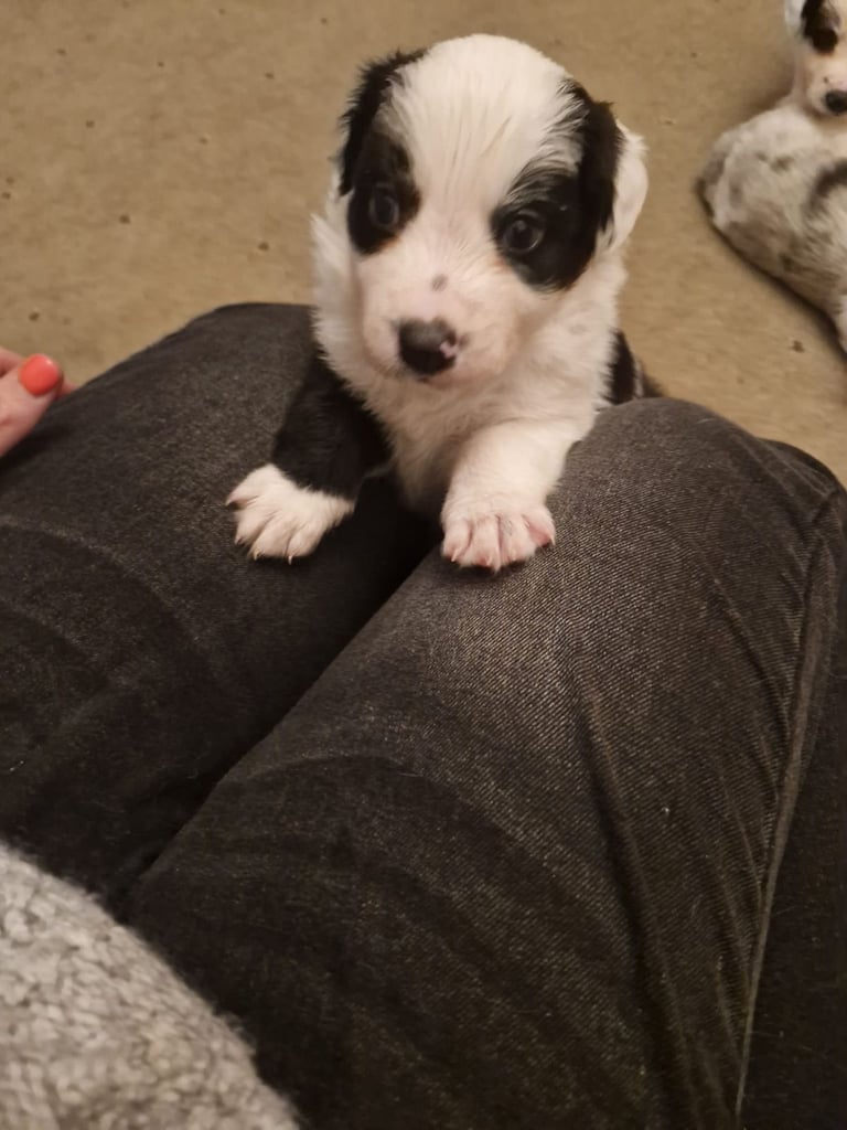2 x black and white male puppies for sale 