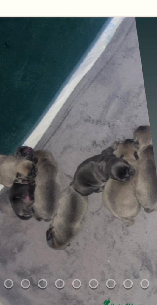 Beautiful frug puppies for sale