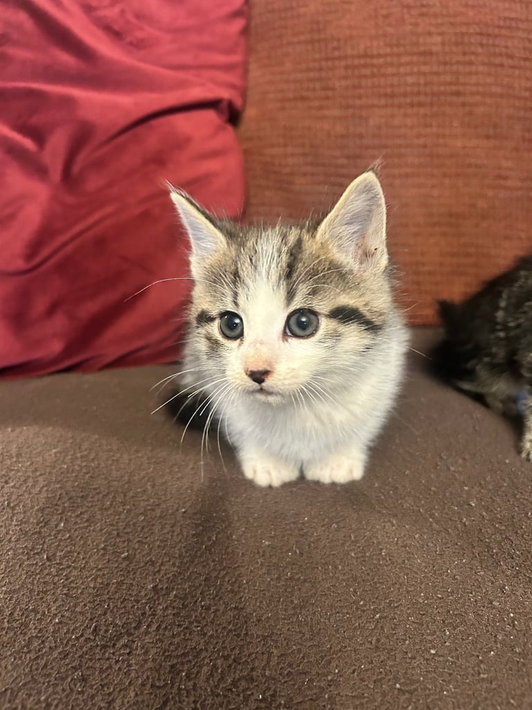 Gorgeous kittens 