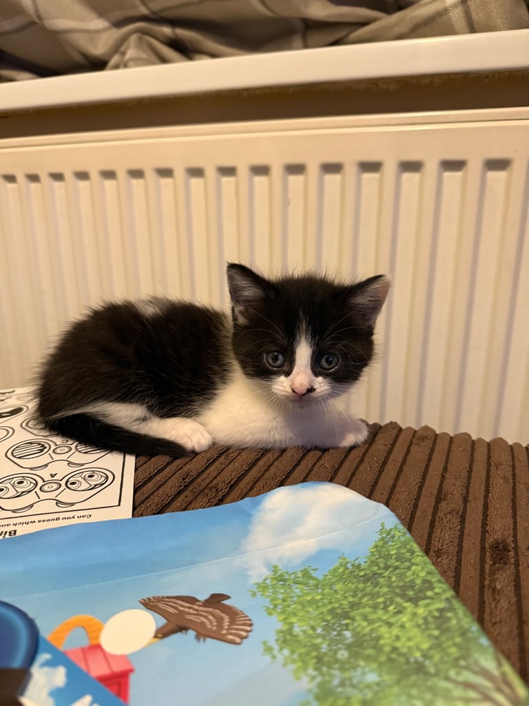 image for GIRL KITTENS