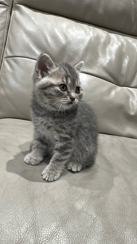 British short hair kittens shorthair
