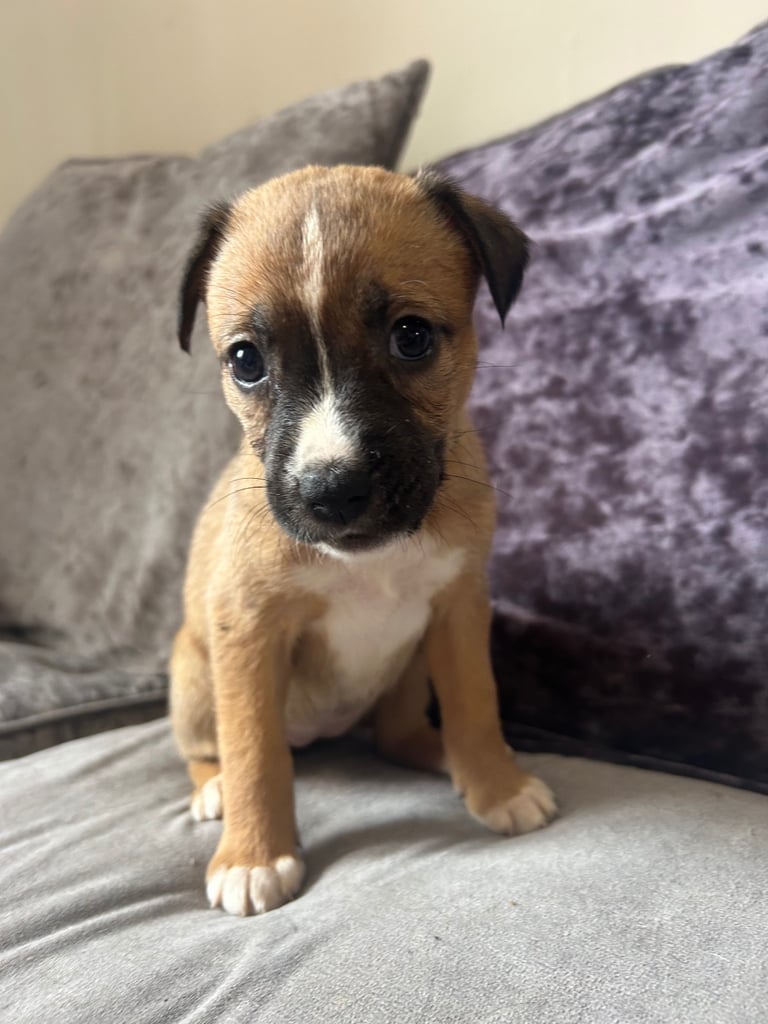 belgian malinois X whippets