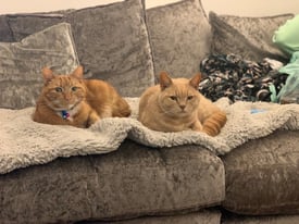 2 Male Neutered Microchipped Cats. Rehoming as a pair