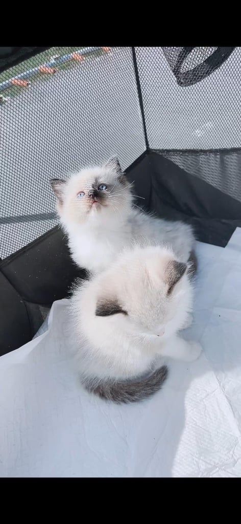 Pure ragdoll kittens  ONLY ONE FEMALE LEFT!!!!PRICE REDUCED!!!!