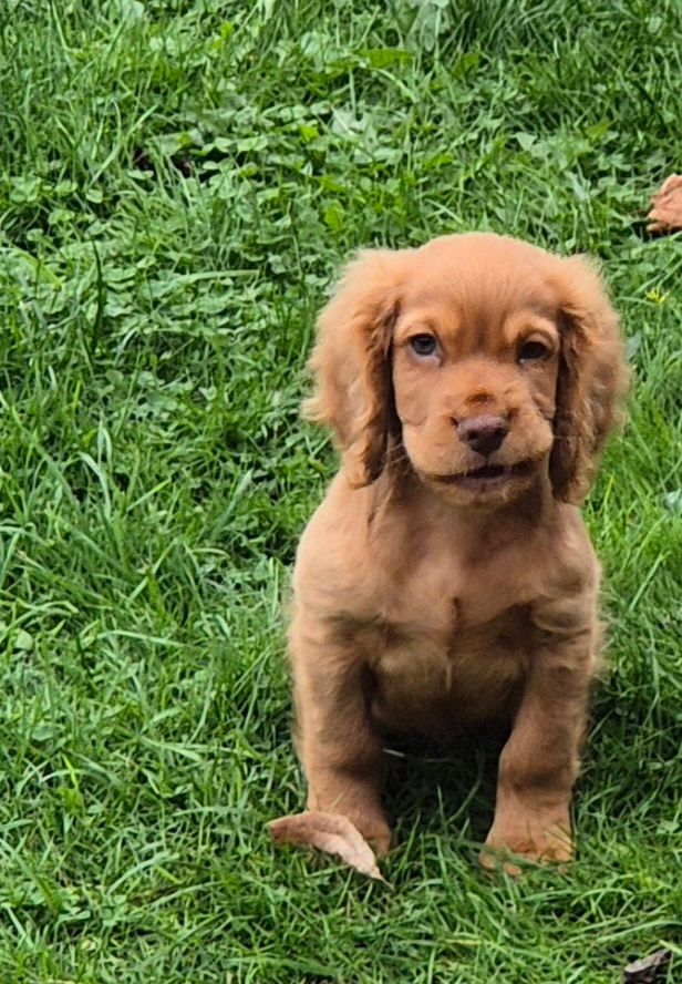 cocker spaniel 10 weeks old