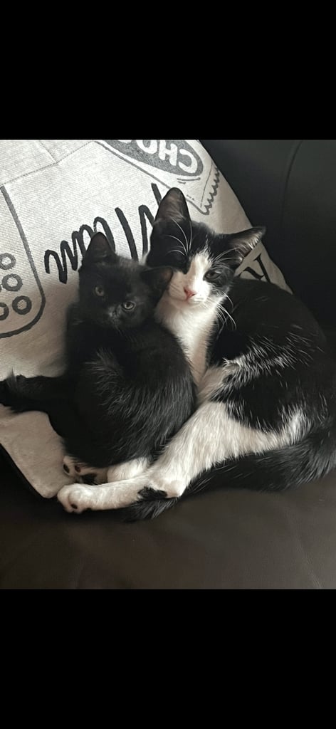 image for Kittens for sale 