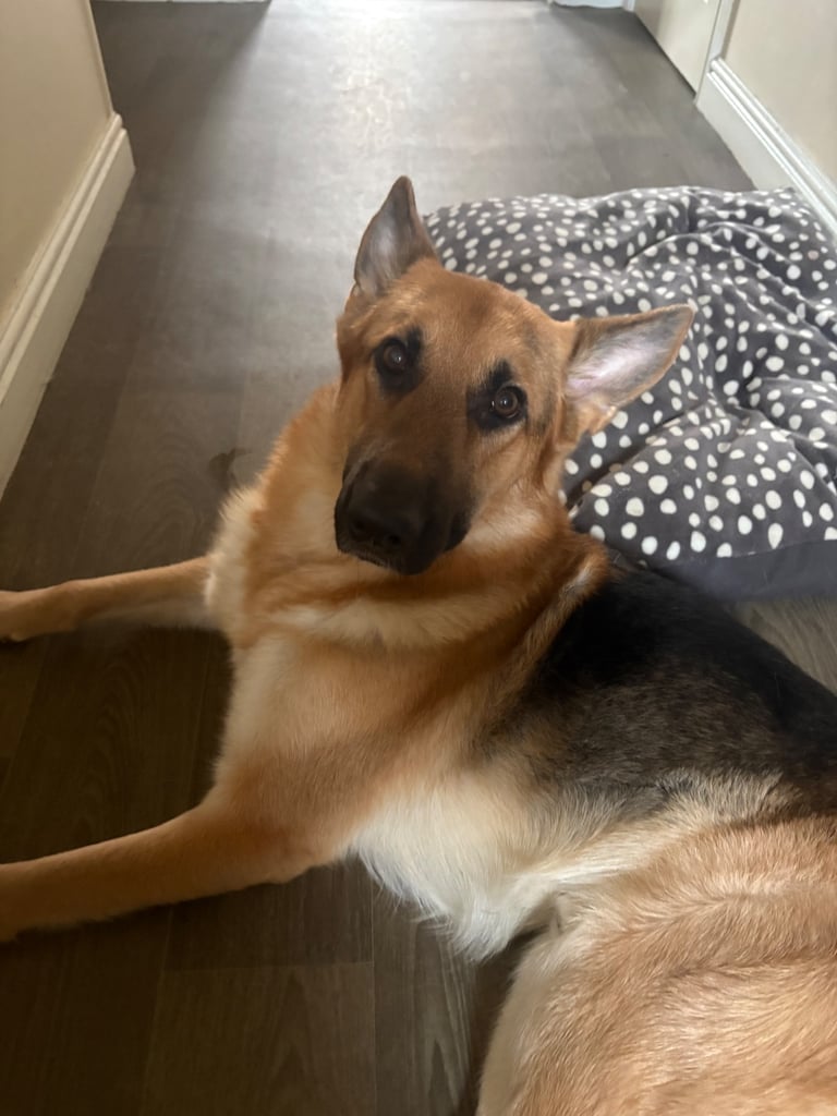 German shepherd male