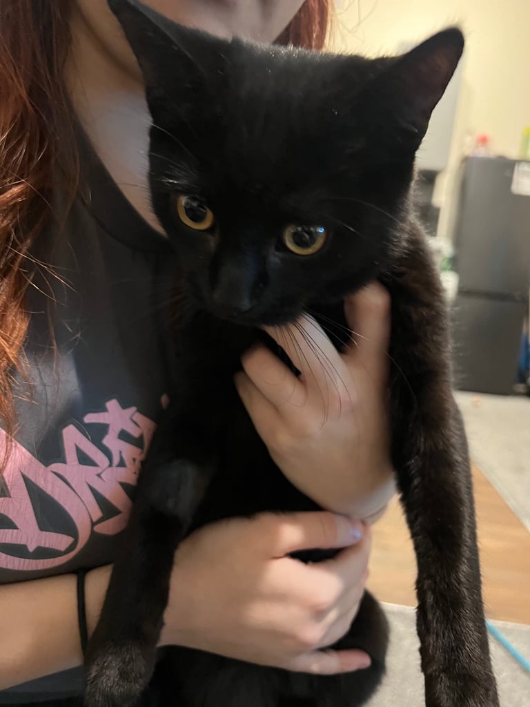 image for Selling my cat