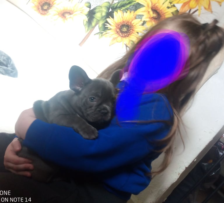 image for 7 months old KC registered female French blue and white puppy needs new home 