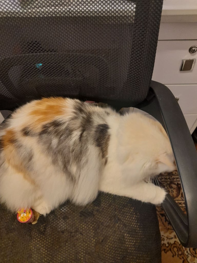 Persian female cat