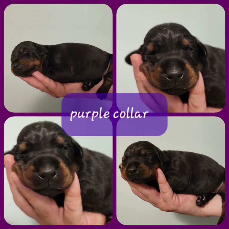 *all gone* Stunning KC reg Dobermann puppies 