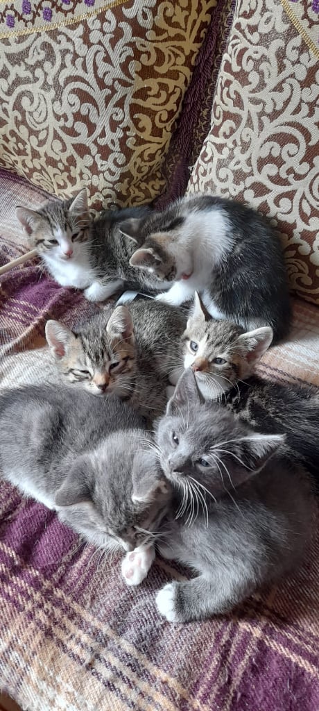 6 beautiful kittens available 