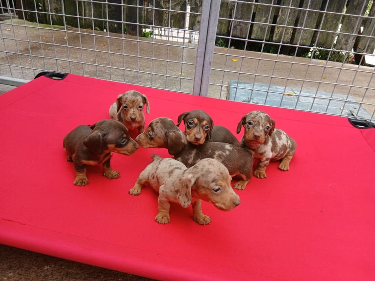 Kc reg miniature dachshund puppy. 1 left