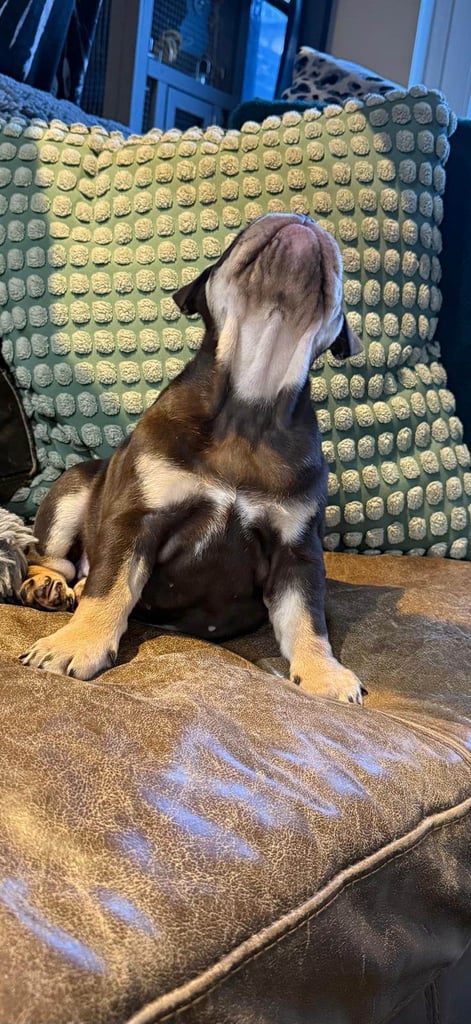 8 Week Old Female English Bulldog (Reduced due to Timewaster - READY NOW)