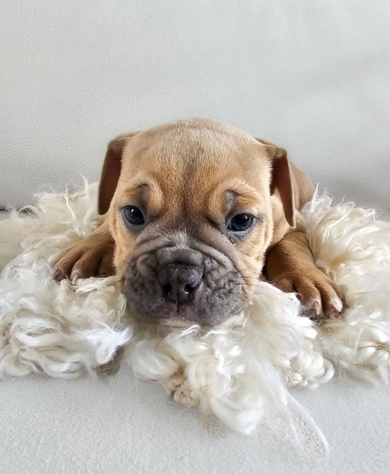 Last available boy Olde english bulldog for sale
