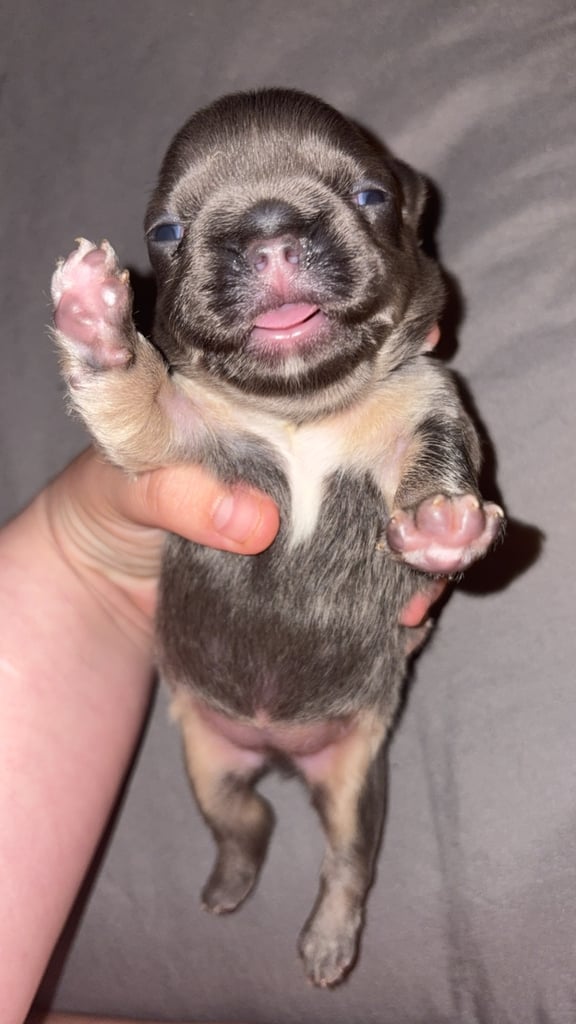 1 week old fluffy French bulldogs 