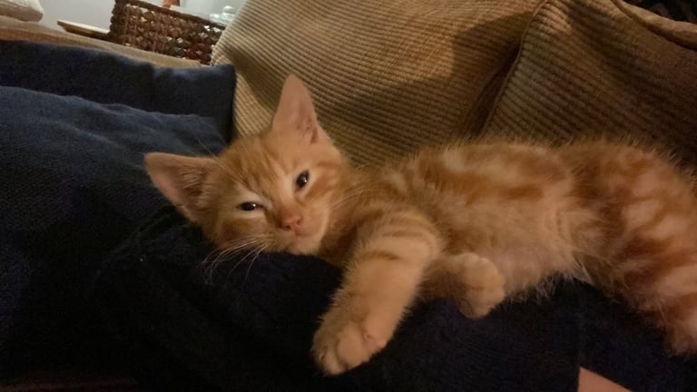 image for 9 week old ginger boy kitten for sale