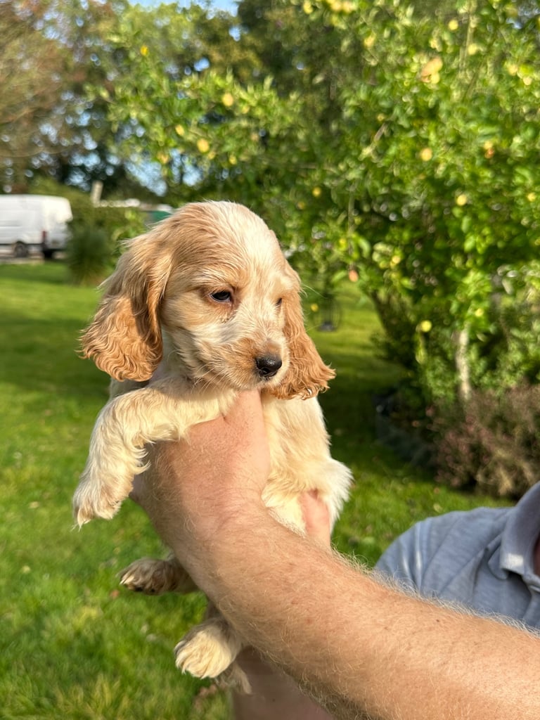 ONLY 3  LEFT Cocker show type spaniel puppy’s 