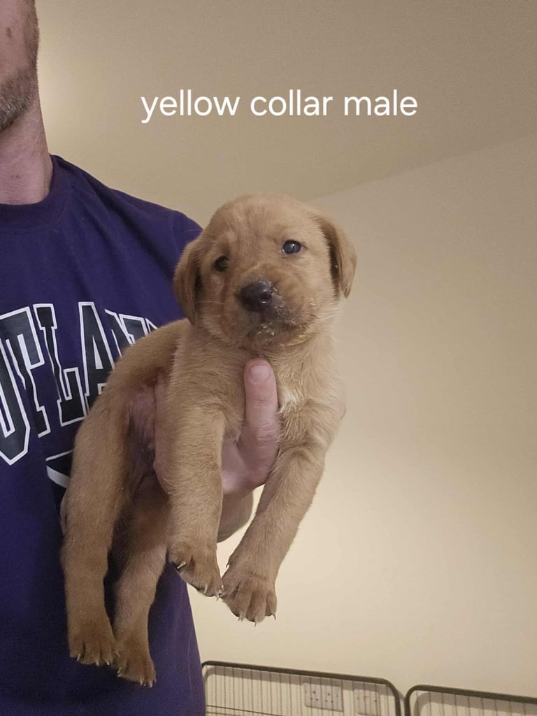 Kc fox red labrador puppies