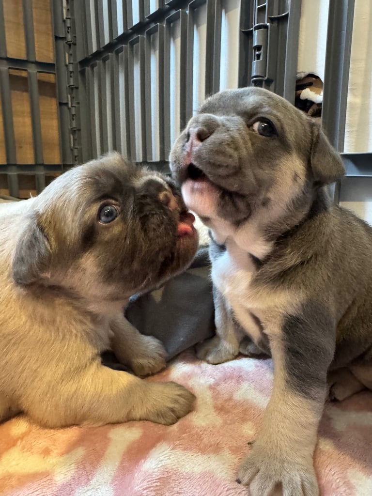 French Bulldog Puppies for Sale – Ready 8th December