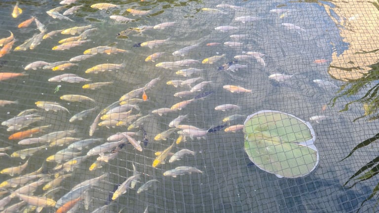 Koi carp for sale from £10 to £220