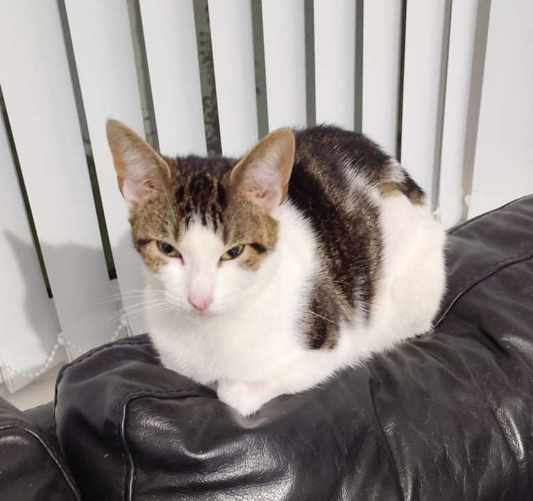  Mixed Breed Female Cat 