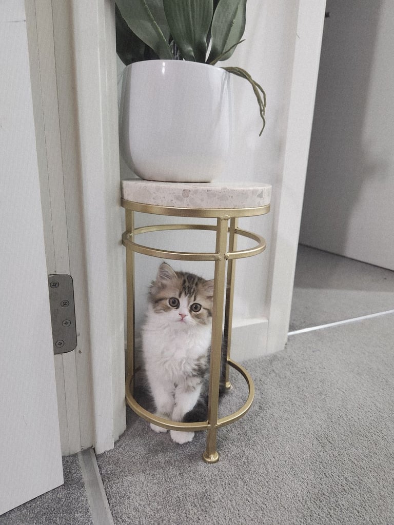 Pure persian doll face chinchilla kitten 