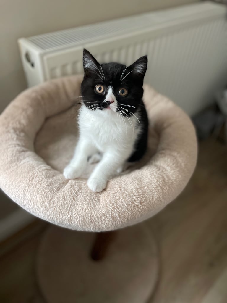 Bicoloured BSH Female Kitten Ready Now 