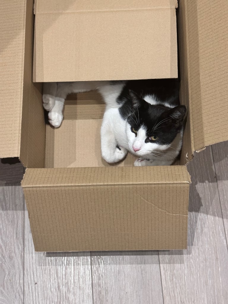 Beautiful Domestic Cats – Mum, Dad & 3 Adorable Kittens (2 Boys, 1 Girl)