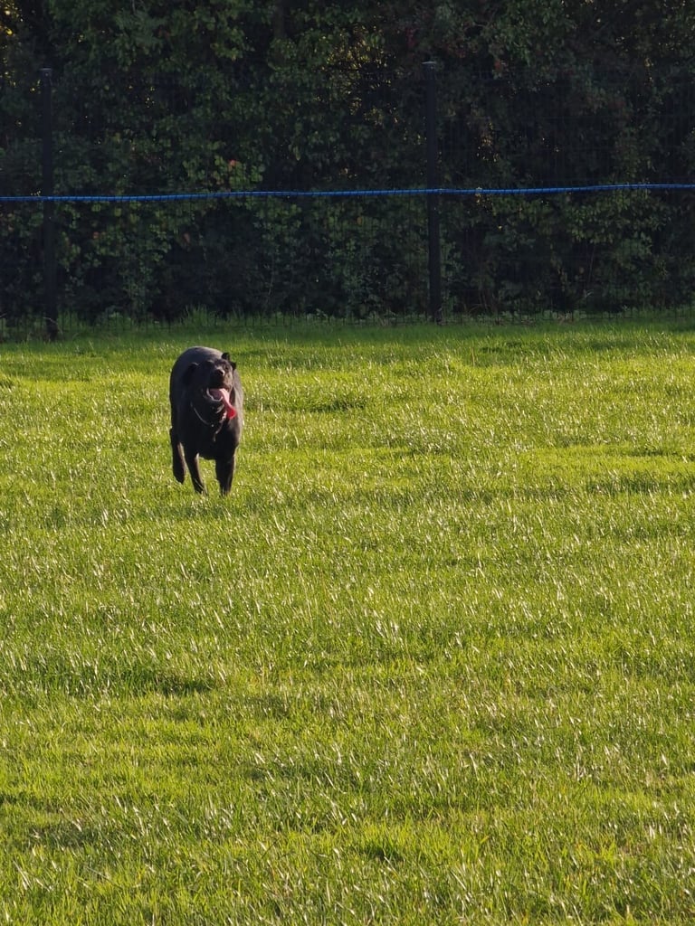 BEAUTIFUL LABRADOR FOR SALE !!