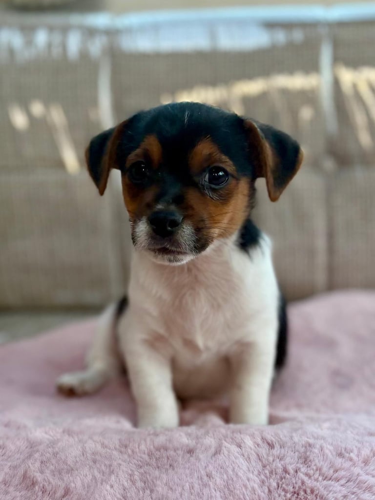 Traditional Miniature Jack Russell Puppies!