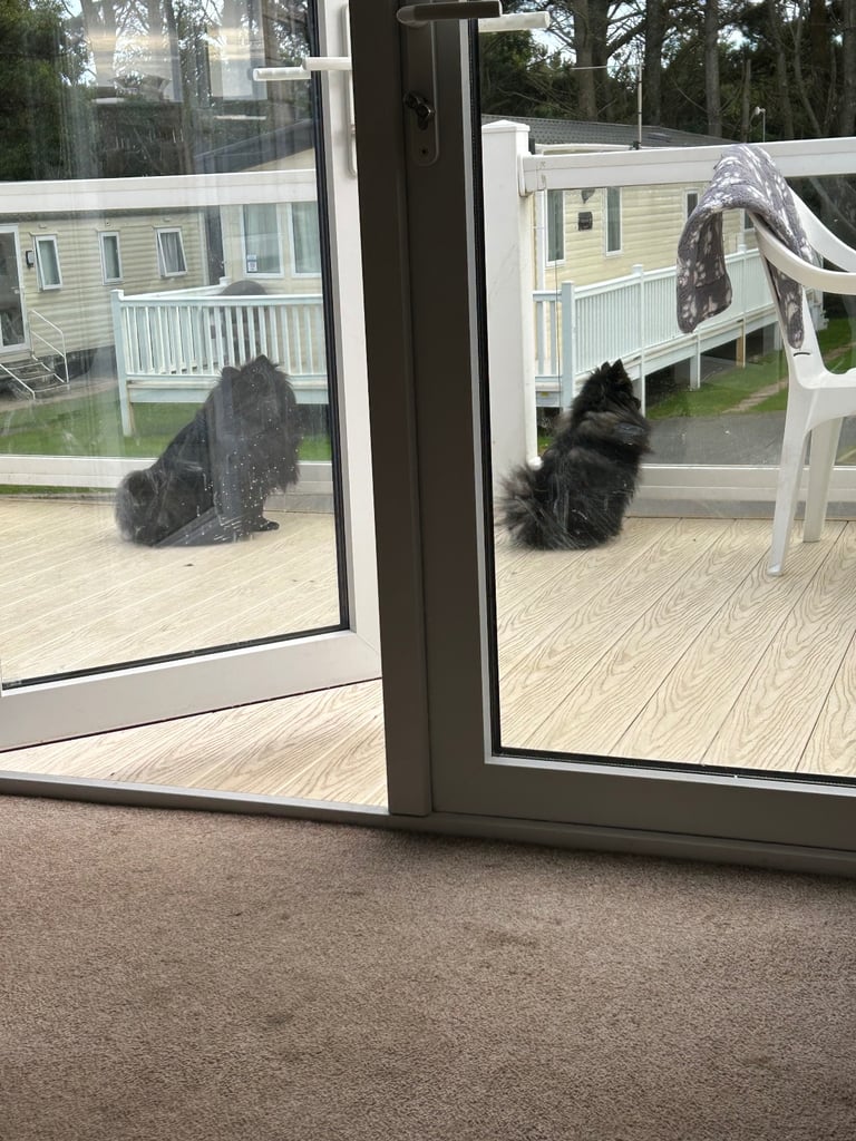 Pure Fluffy Pomerania