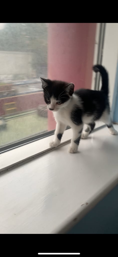 image for Kittens 