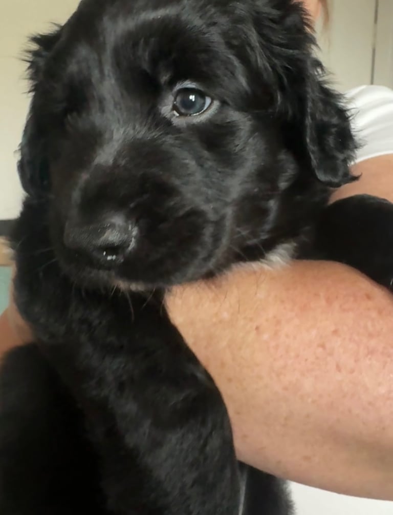 🐾 Adorable Labrador x Collie Puppy Looking for His Forever Home! 🐾