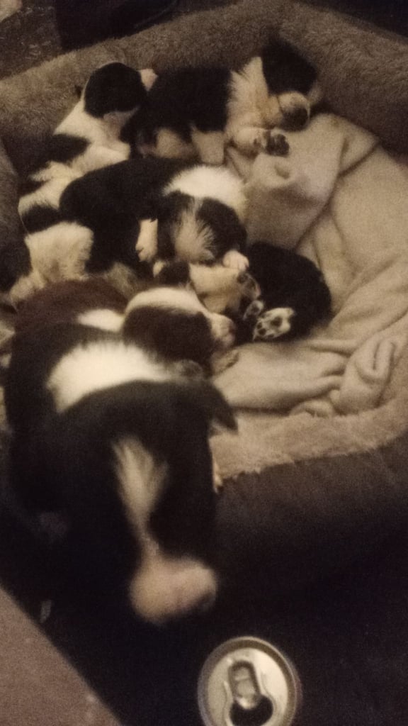 Collie puppies for sale 