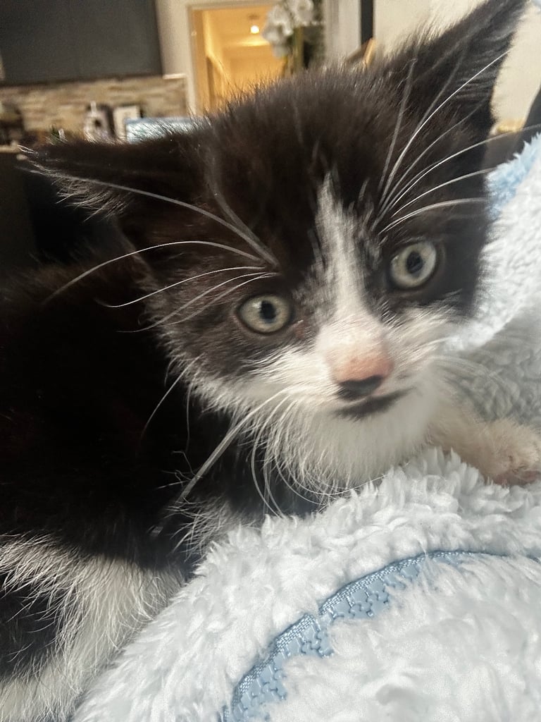 Beautiful Domestic Cats – Mum, Dad & 3 Adorable Kittens (2 Boys, 1 Girl)