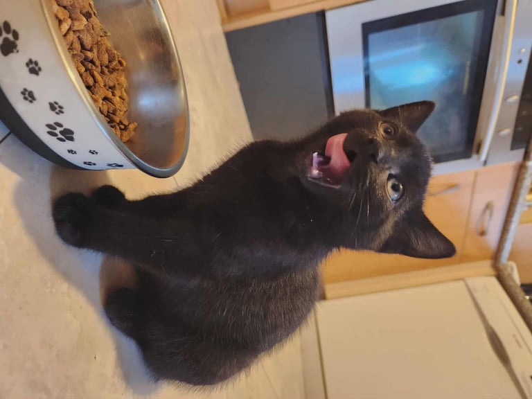 8 kittens looking for new homes