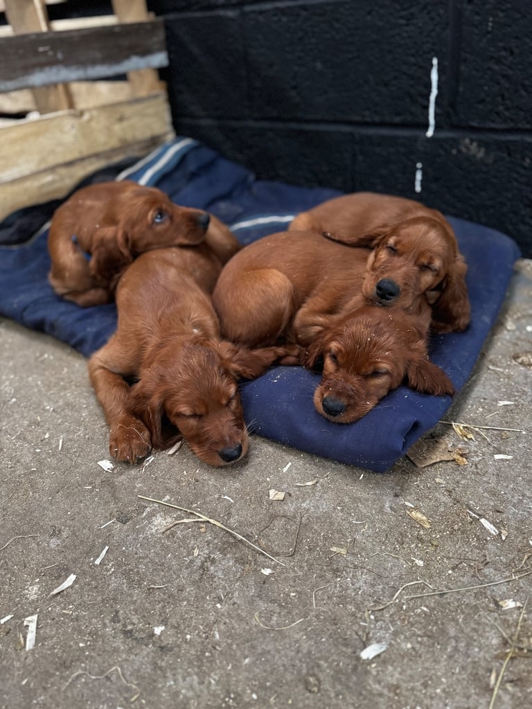 IKC Irish Red Setter puppies 