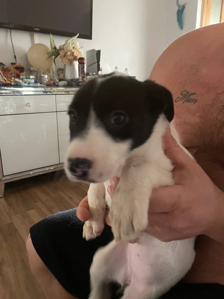 Border collie puppy’s 