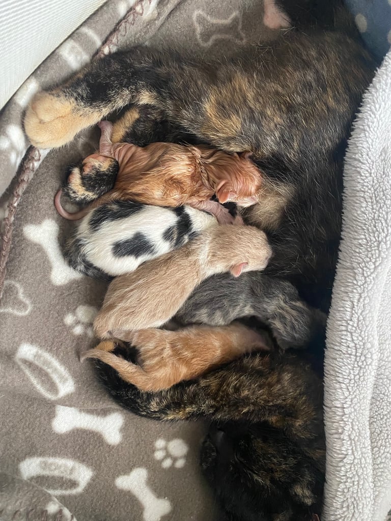 1 white tri colour boy left 