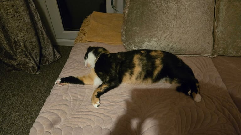 Calico Female Cat – 1 Year Old Responsible Rehoming