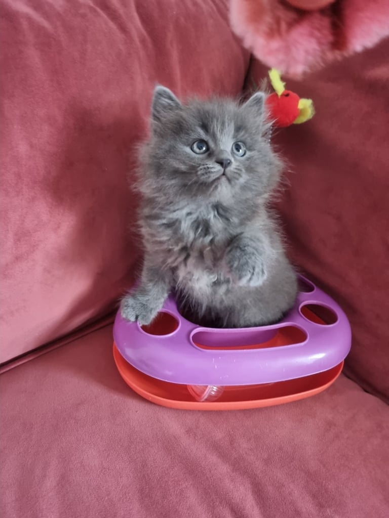 image for Beautiful kittens 