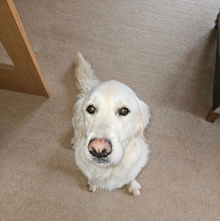 Bonnie - Beautiful Cream Retriever