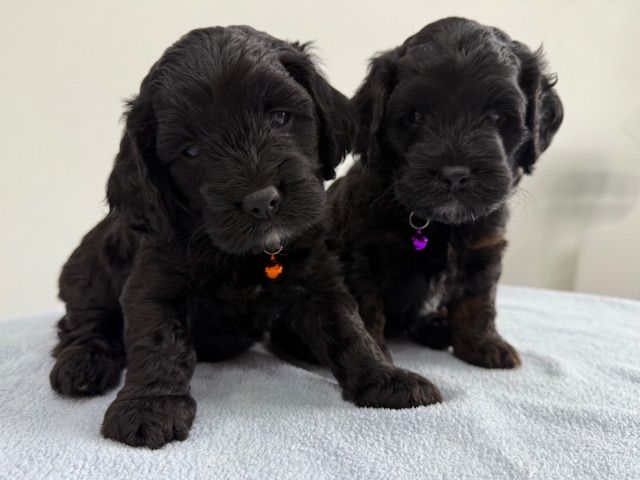 image for 2 Adorable F1 Cockapoo Girl Puppies: 5weeks Old