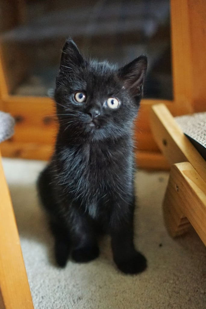 Lovely black kitten for sale 