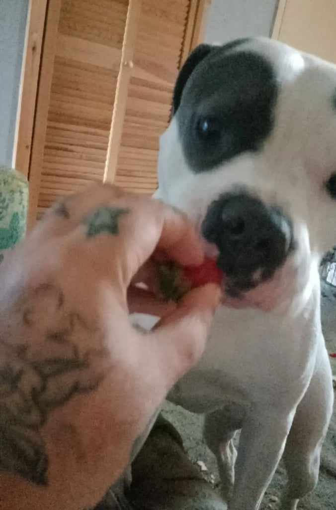 Lilly staff bull dog