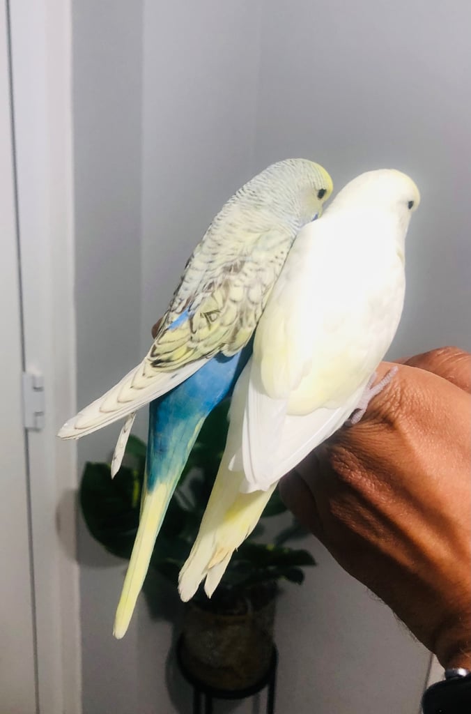 Beautiful colour’s Baby Budgies and other birds 